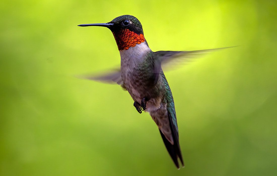 Hummingbird