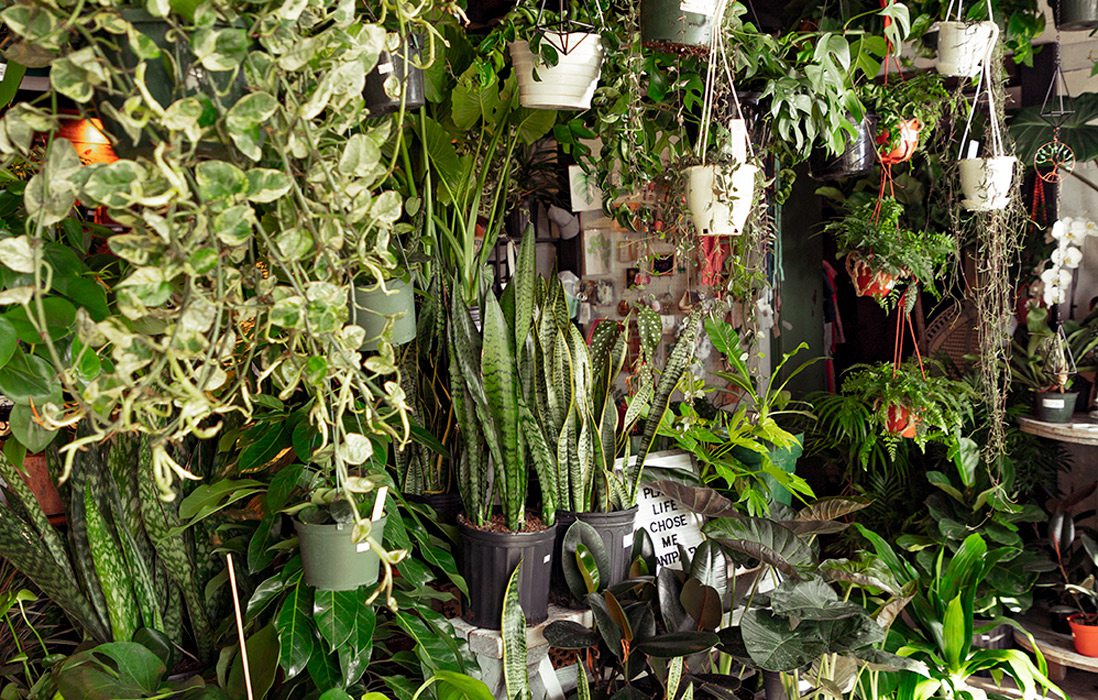 Plants at the Plant Room