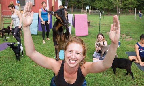 Goat Yoga