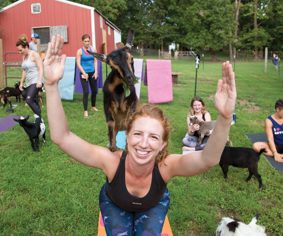 Goat Yoga