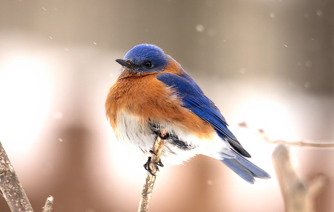 Bluebird