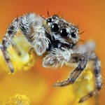 Slider Thumbnail: Jumping spider
