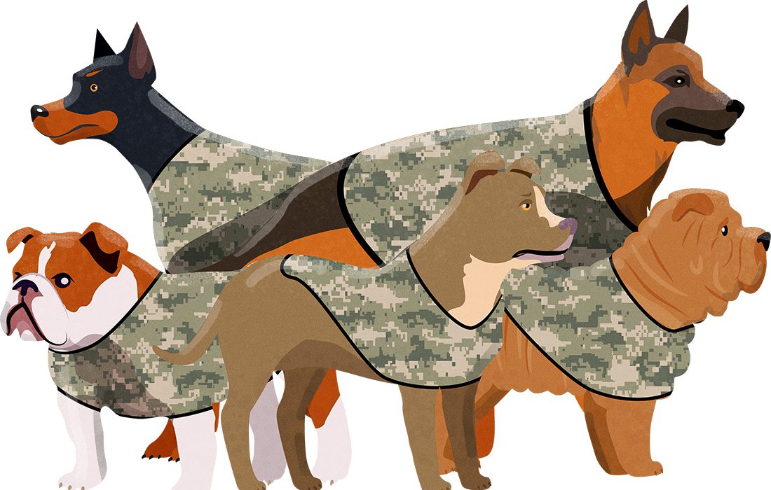 dogs in camouflage