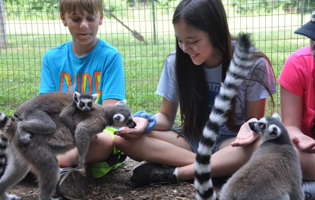 young boy and girl at Cub Creek Science Camp with a Ringtail Lemur