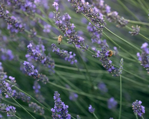 Lavender Falls Farm Clever Mo