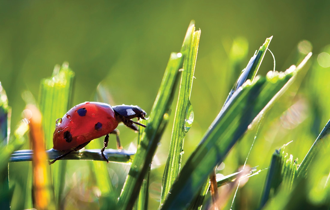 Ladybug in grass