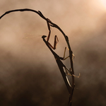 Slider Thumbnail: Mantis