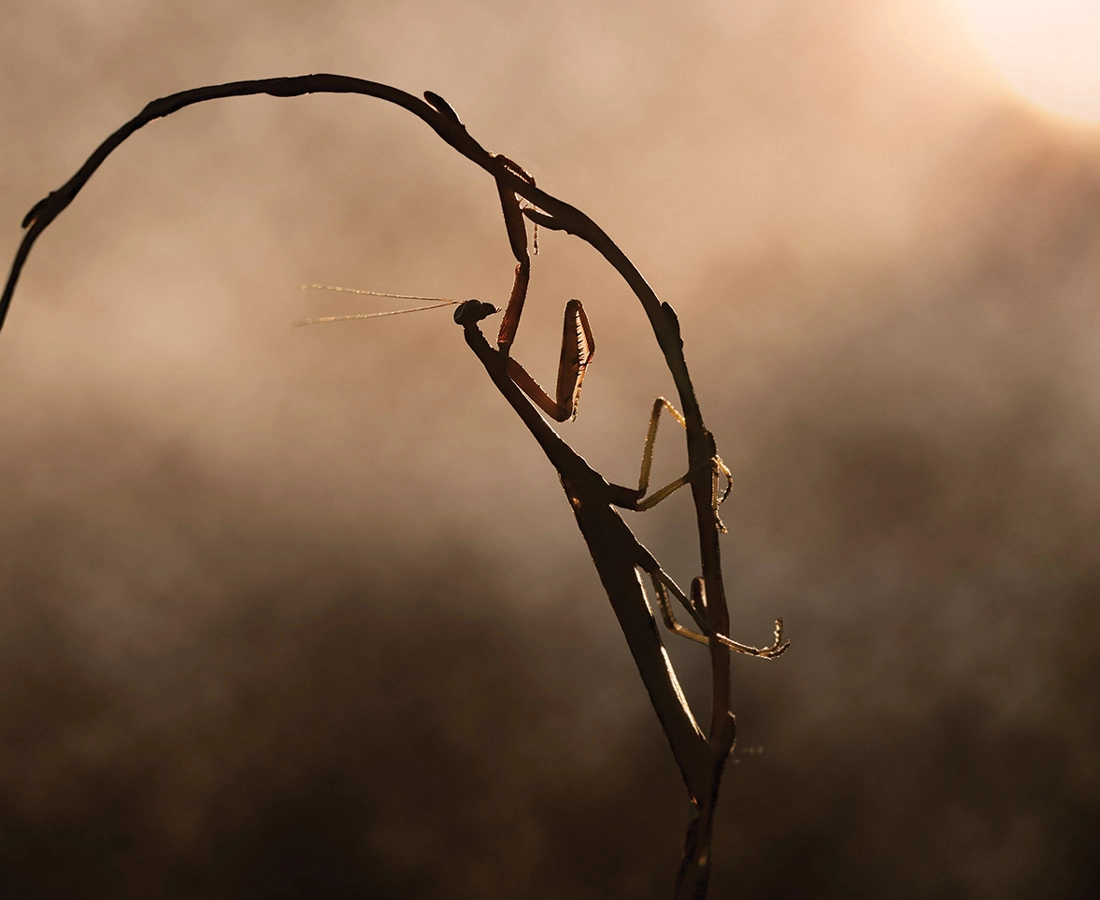 Mantis