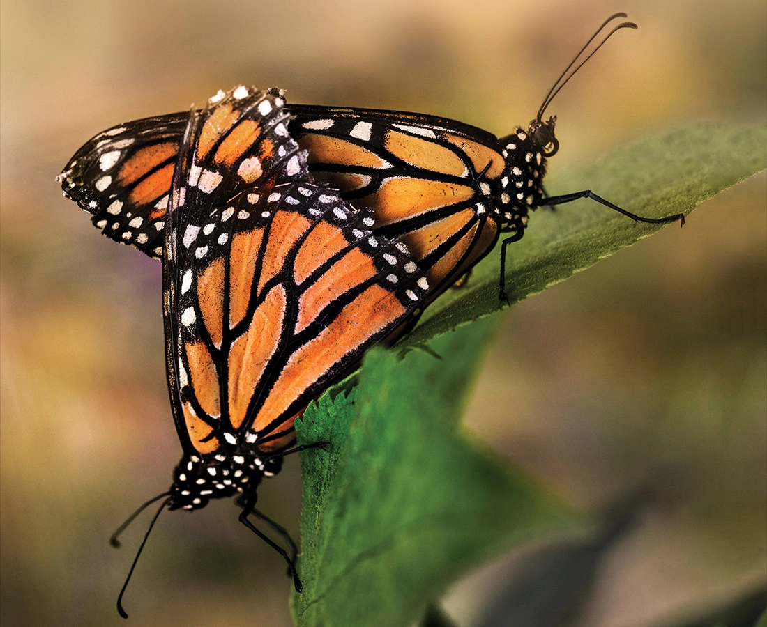 Butterflies