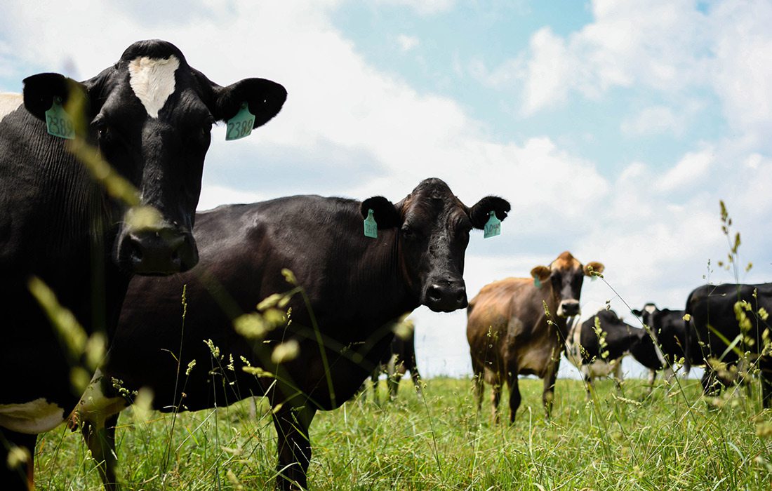 Edgewood Creamery cows