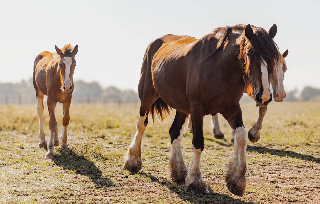 Horses at Cassidy Station