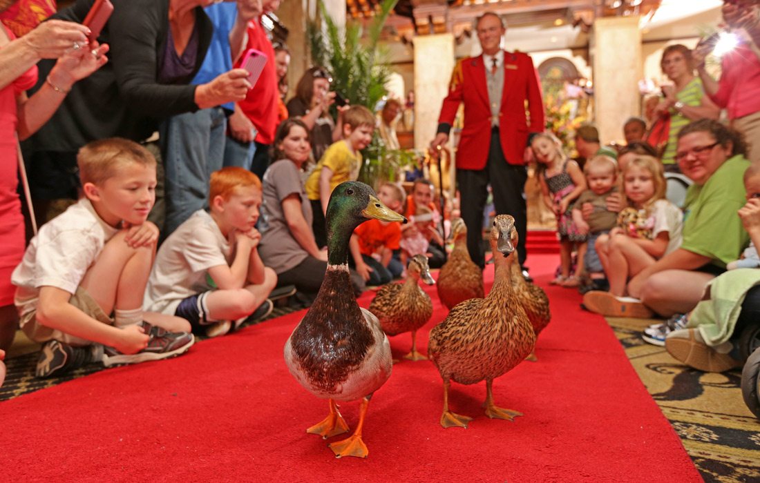 Duck walk in Memphis TN