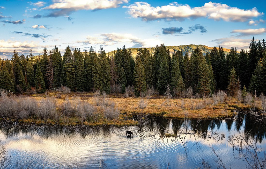 Moose standing in a lake in Grand Teton State Park, Wyoming.
