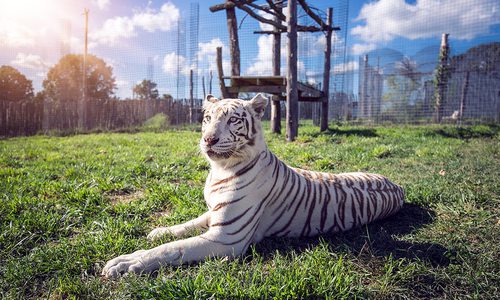 National Tiger Sanctuary in Missouri