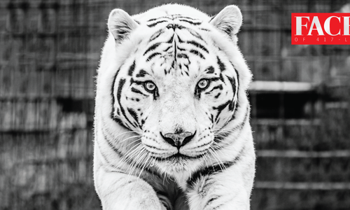 Tiger at National Tiger Sanctuary in Saddlebrooke MO