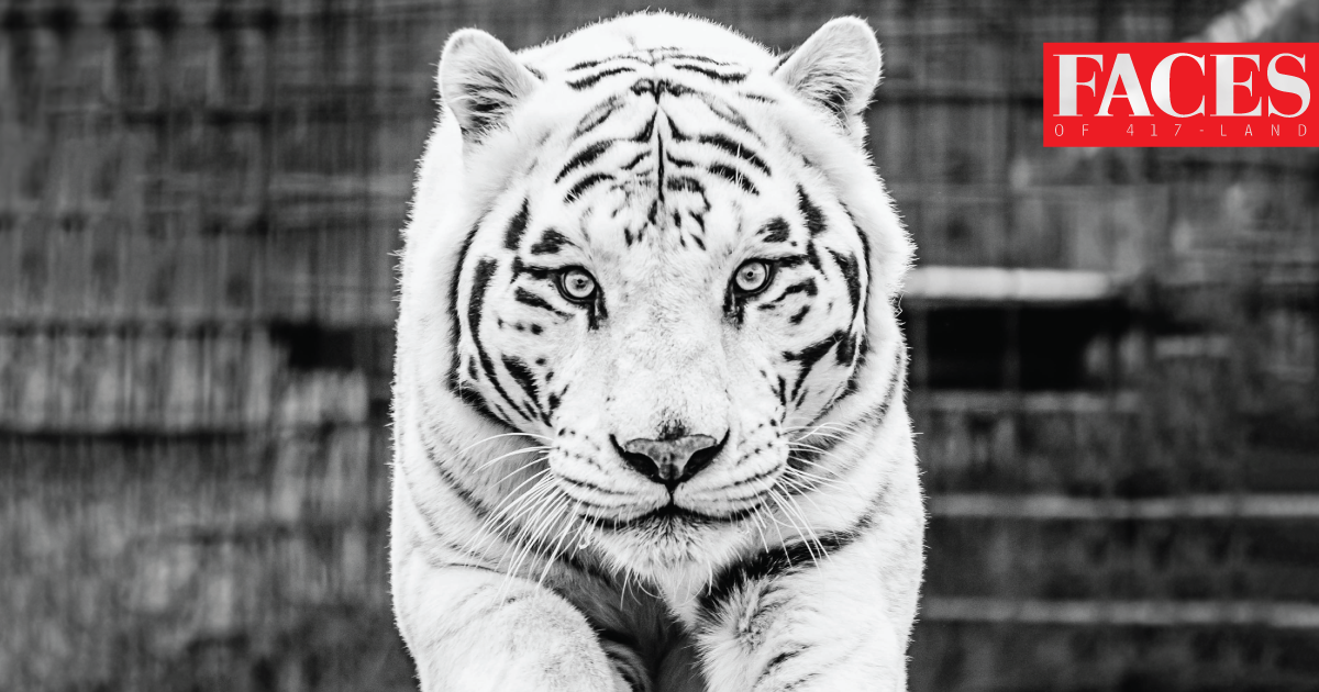 Tiger at National Tiger Sanctuary in Saddlebrooke MO