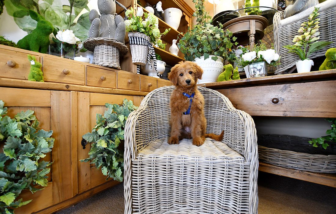 Oaks, a 3-month-old goldendoodle at The Thicket