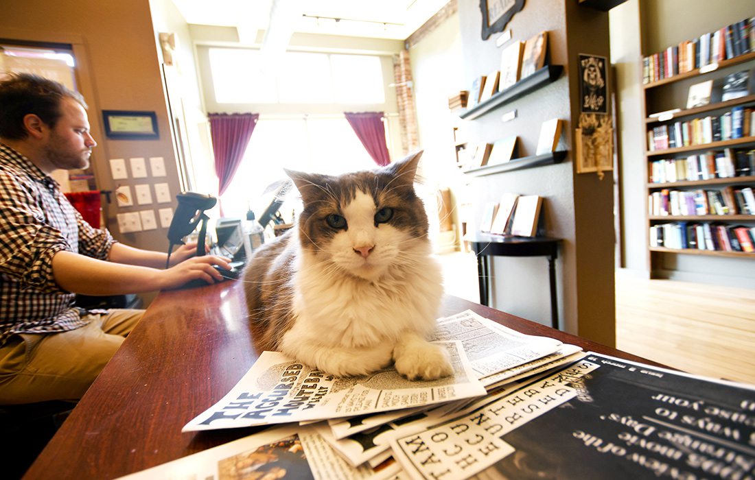 Squash, a 4-year-old, maine coon mix cat and Josh Arnett at BookMarx