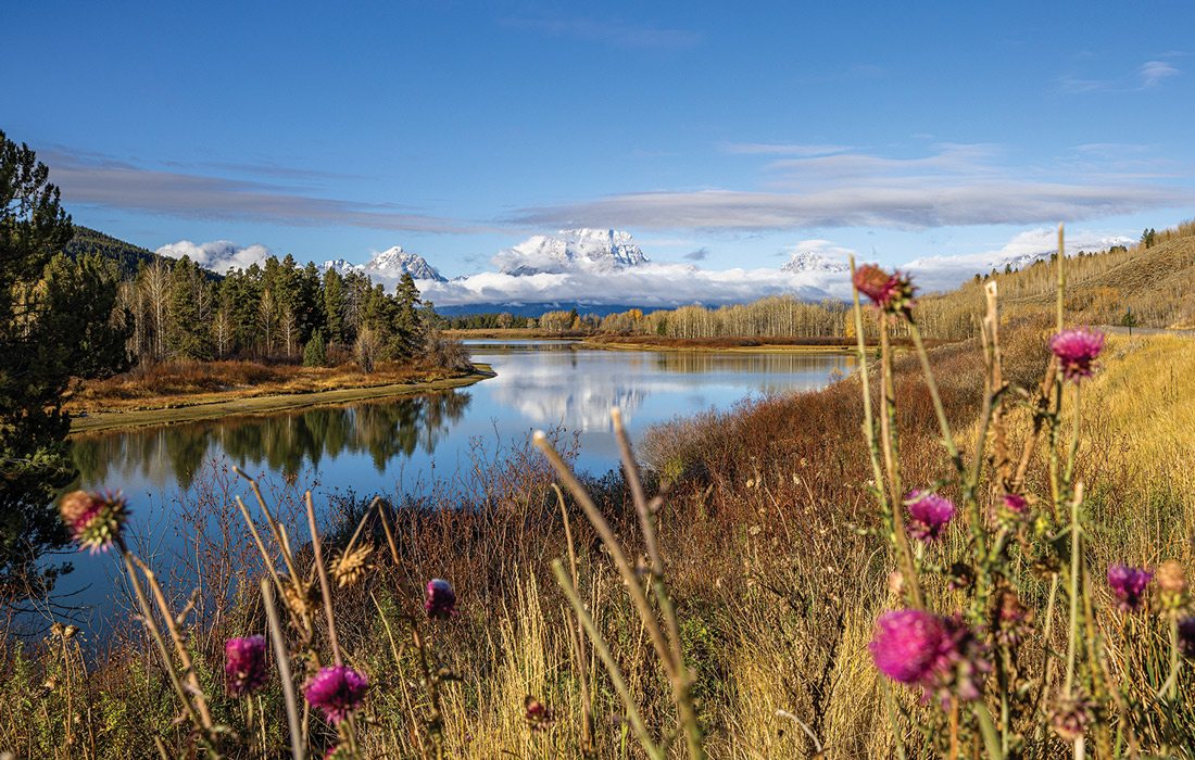Thistle flowers at Oxbow Bend in Wyoming.