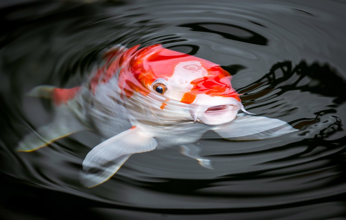 Koi fish in water