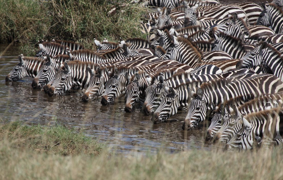 Herd of zebra photographed by Doug Pitt