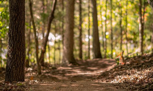 Trail photo