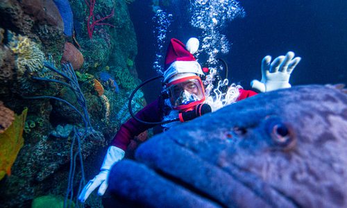 Santa scuba dives at Wonders of Wildlife in Springfield MO