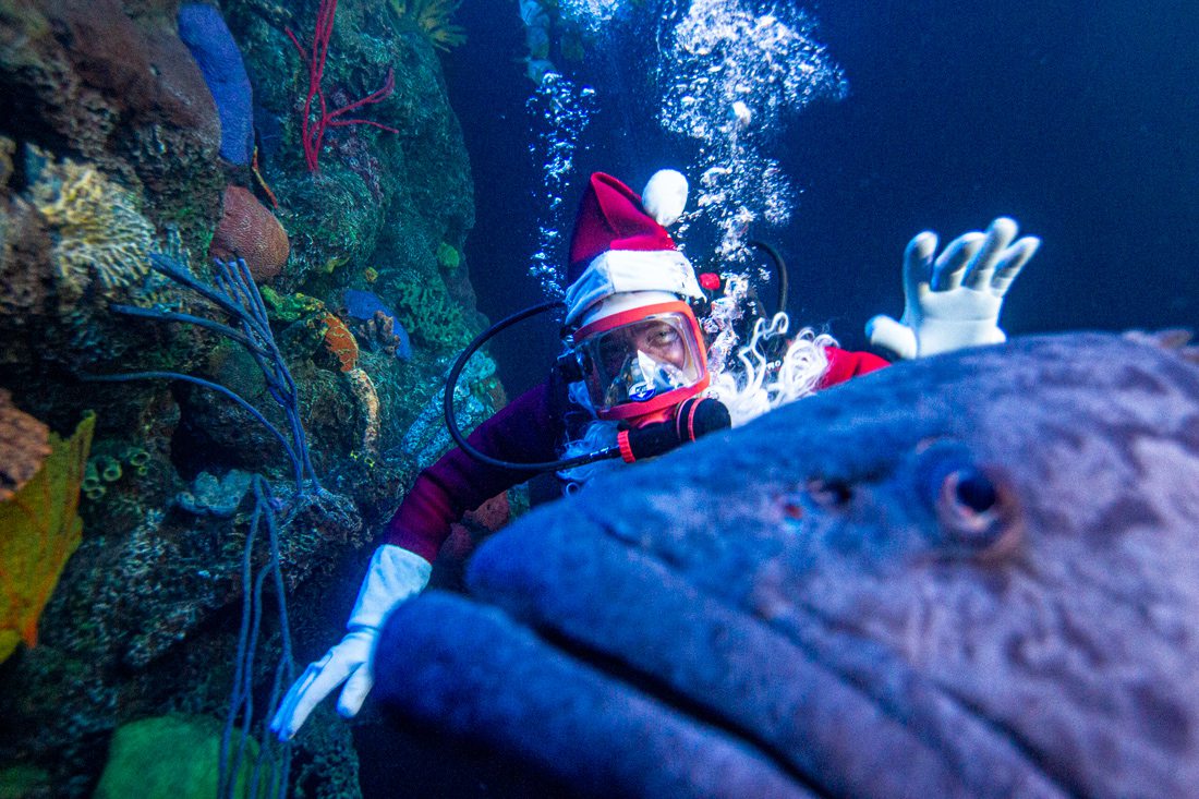 Scuba Claus at Wonders of Wildlife Springfield MO