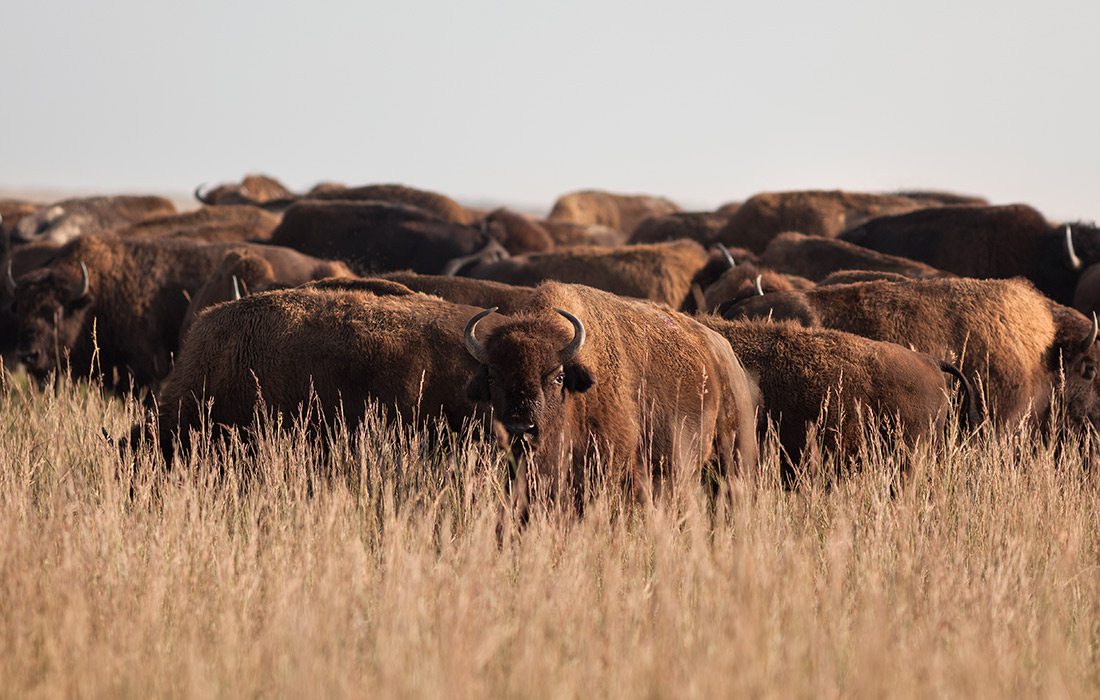 Bison at Prairie State Park in Missouri