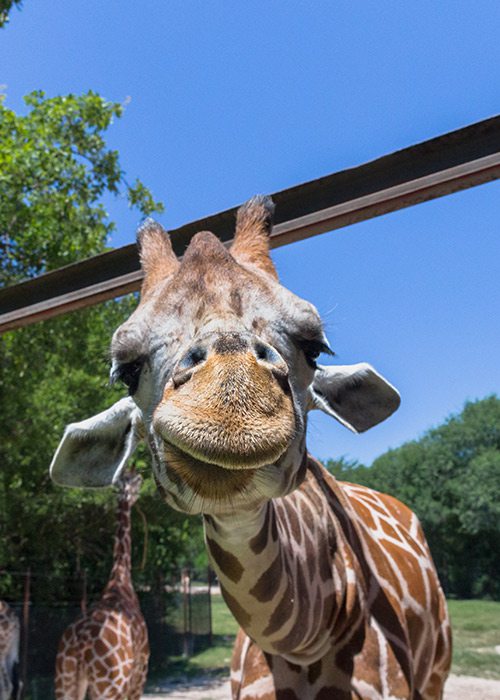 Close up of a giraffe's face at Dickerson Park Zoo in Springfield MO