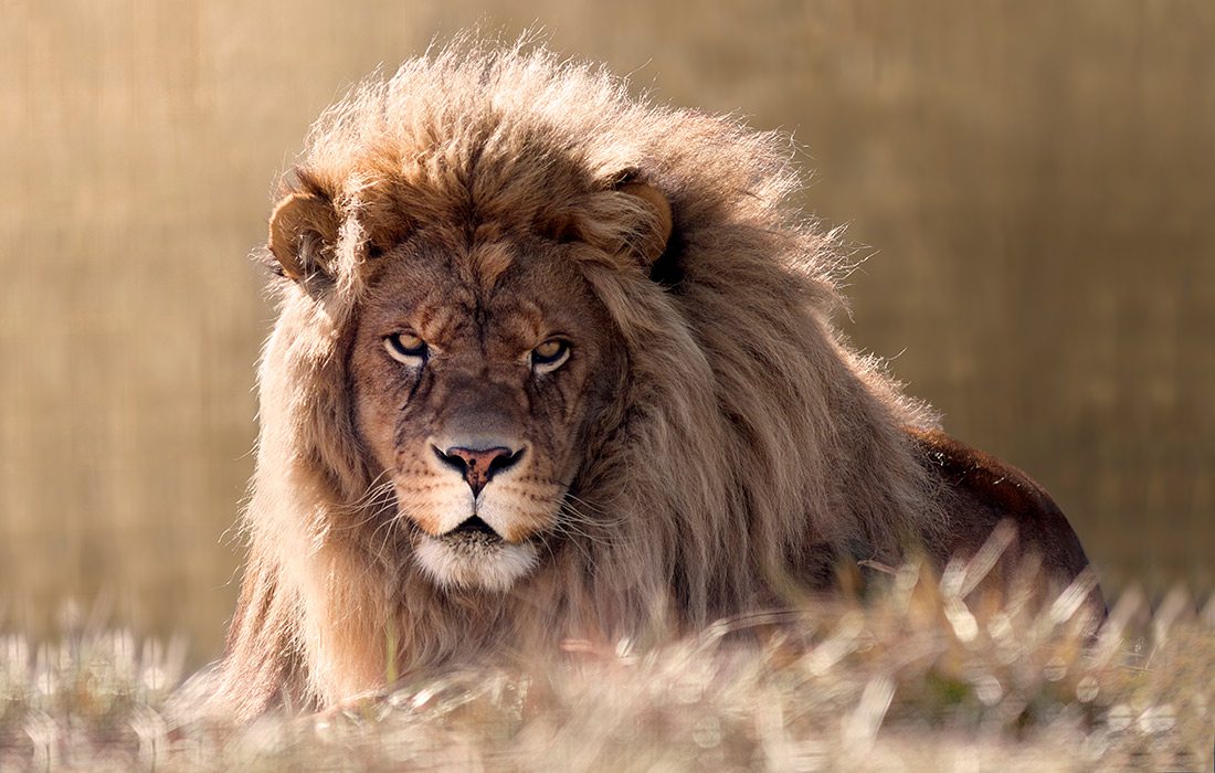 Male lion at National Tiger Sanctuary near Springfield MO