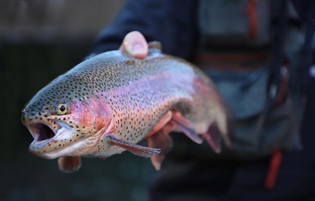 Trout caught at Rockbridge Trout & Game Ranch in Missouri