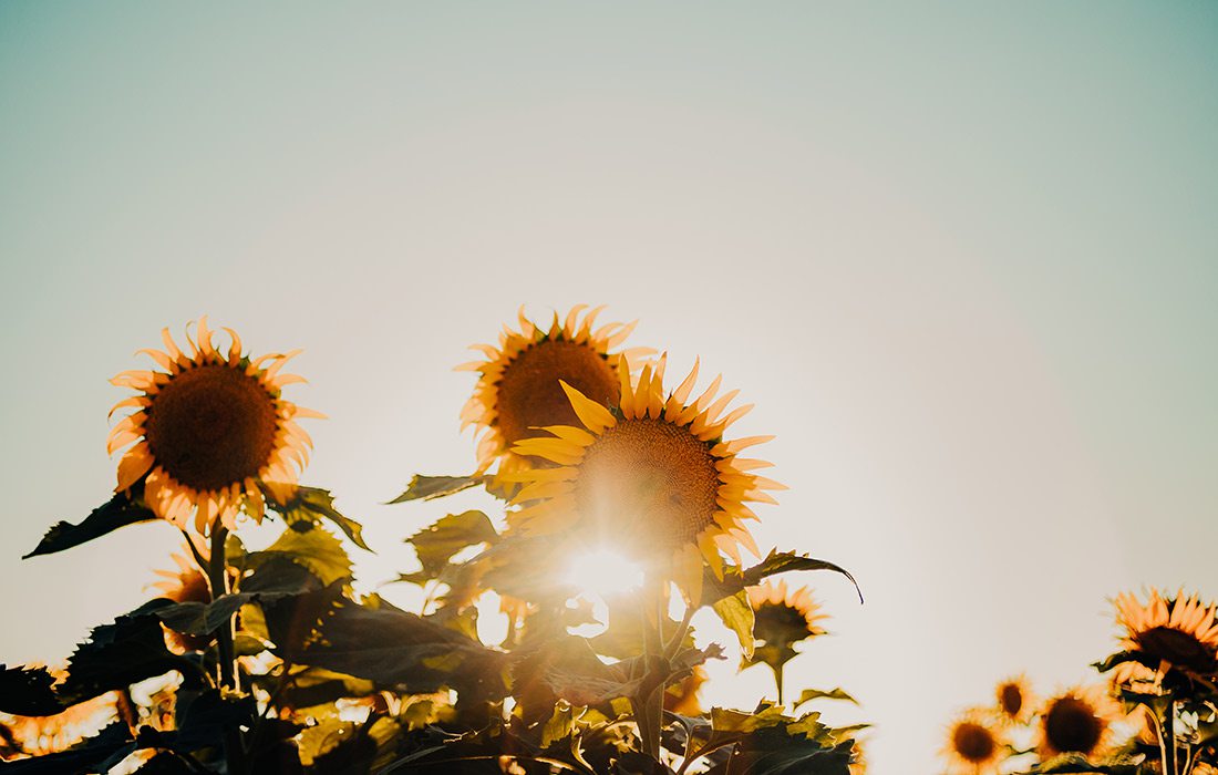 Setting sun peeking through sunflowers