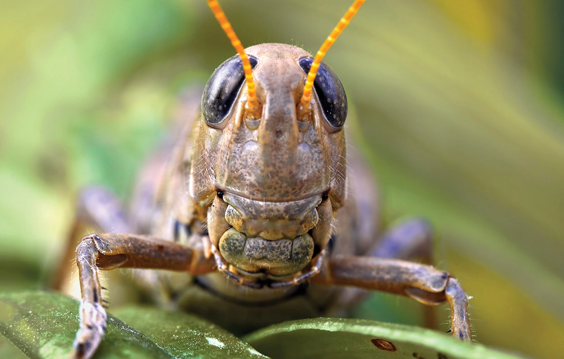 Grasshopper