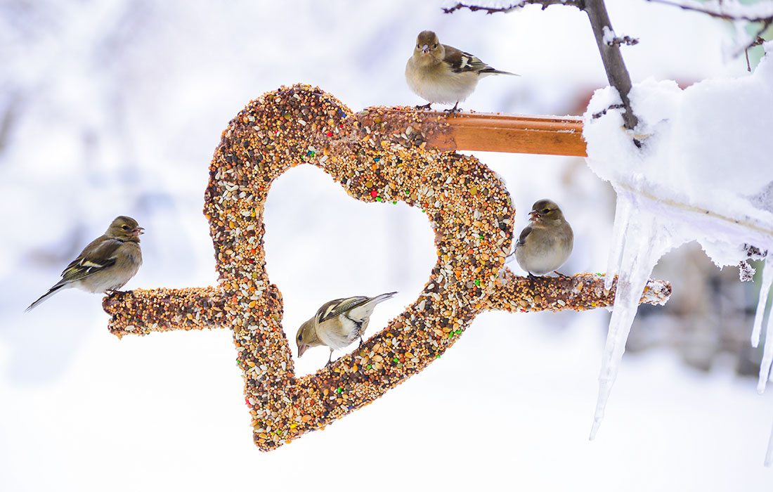 birds at bird feeder in the snow