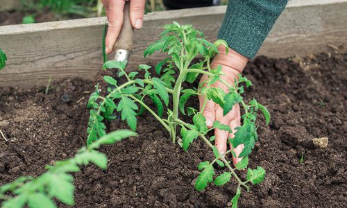 Spring Gardening Preparation in Southwest MO