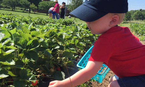 Where to Pick Strawberries in southwest MO