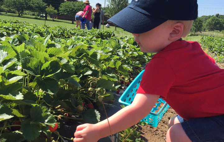 U Pick Strawberry Farms near Springfield, MO