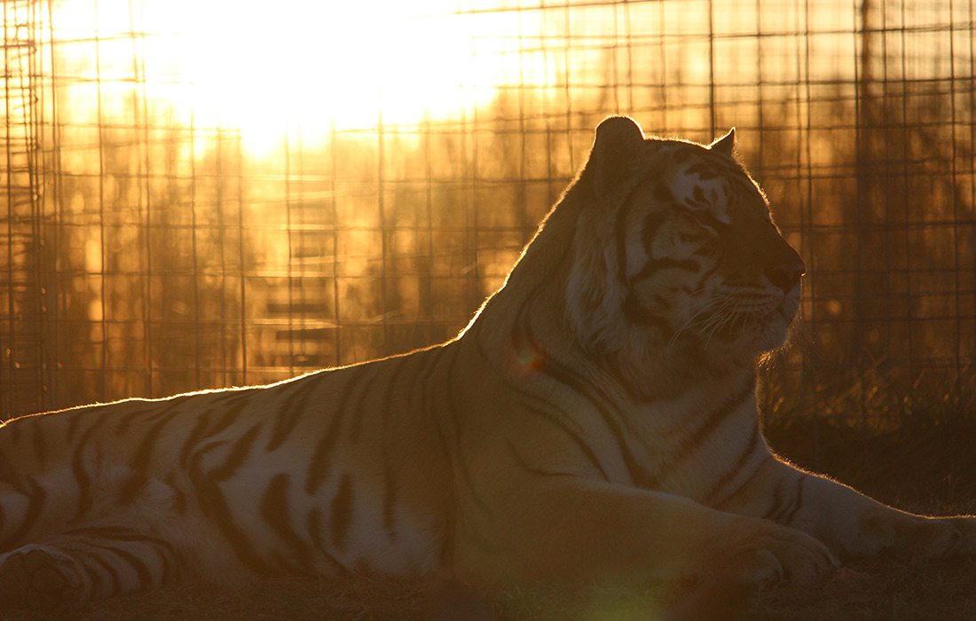 Tigers by Twilight at National Tiger Sanctuary Saddlebrooke MO