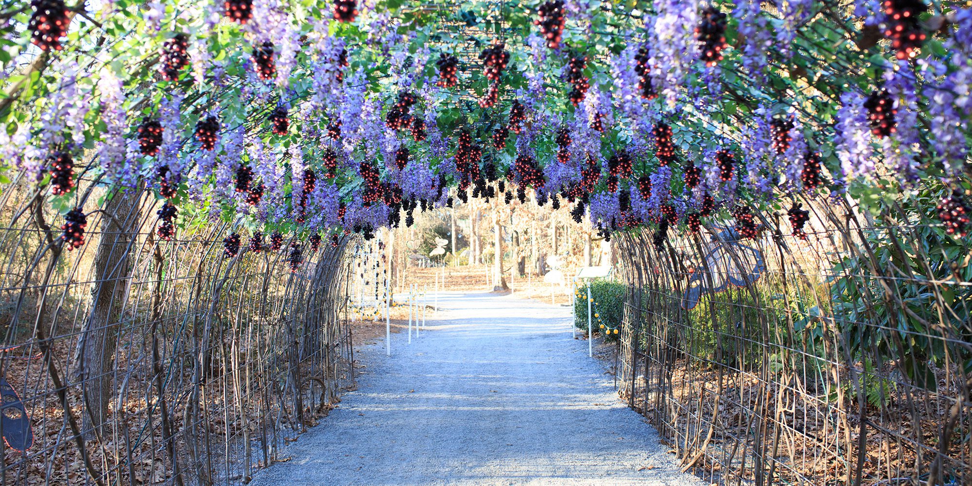 Garvan Woodland Gardens in Hot Springs, AR