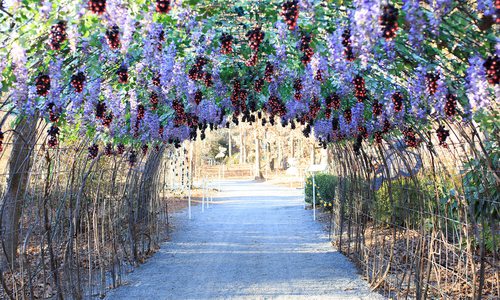 Garvan Woodland Gardens in Hot Springs, AR