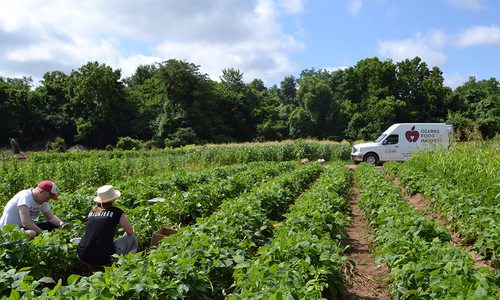 Volunteers pick food for Ozark Food Harvest