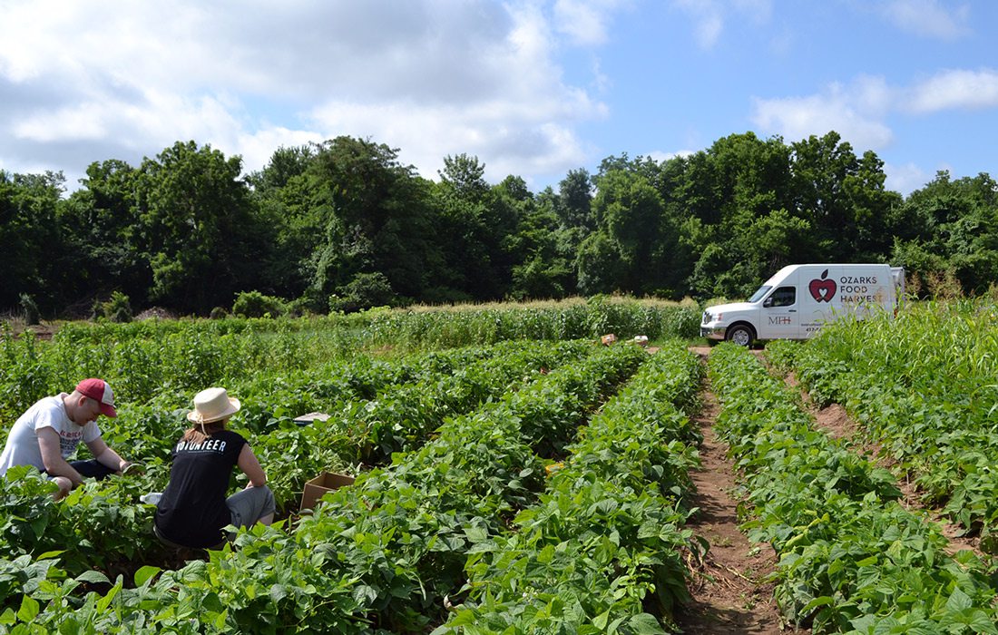 Volunteers collecting food for the Glean Team