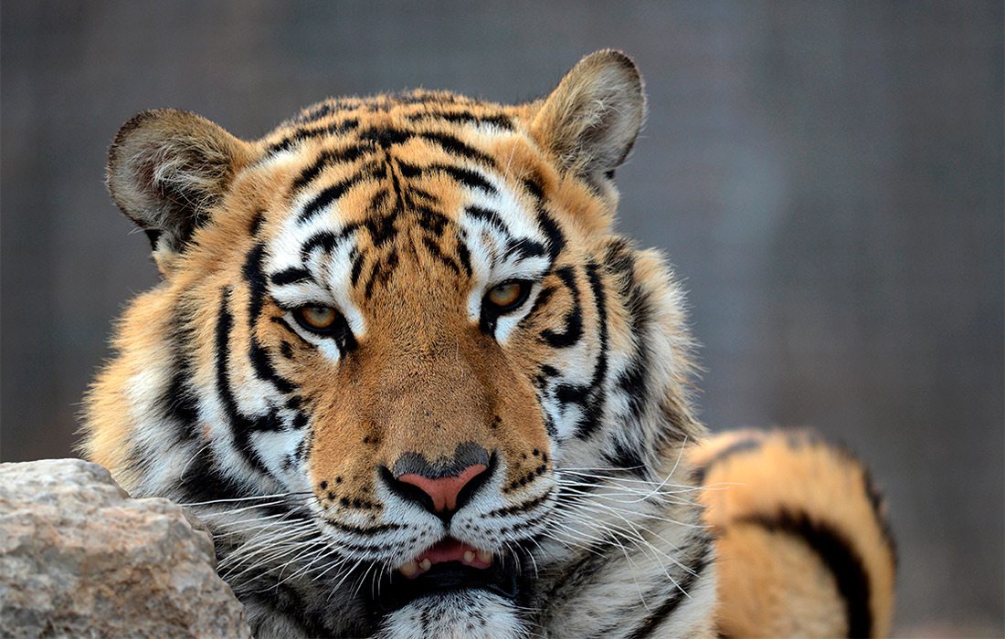 Tiger at National Tiger Sanctuary in Branson MO