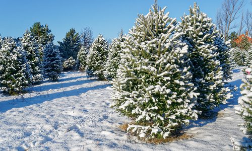 Christmas tree farm stock image