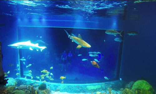 Swim with Sharks at Wonders of Wildlife