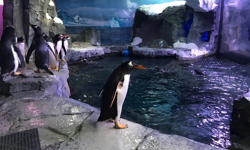 Penguin Encounter at Wonders of Wildlife in Springfield MO