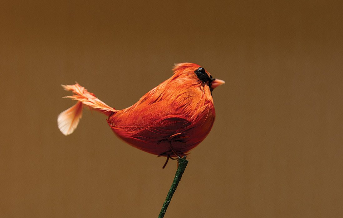 Cardinal