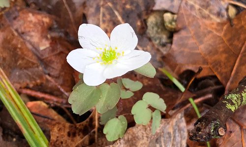 Winter wildflowers header image