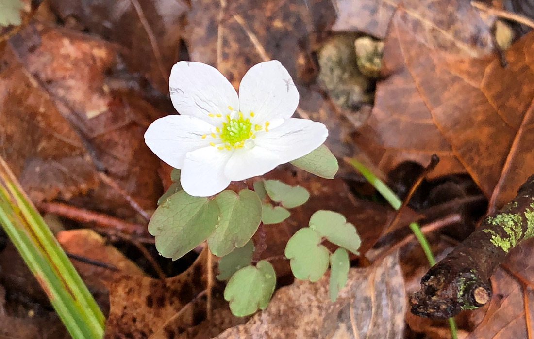 Winter wildflower photo